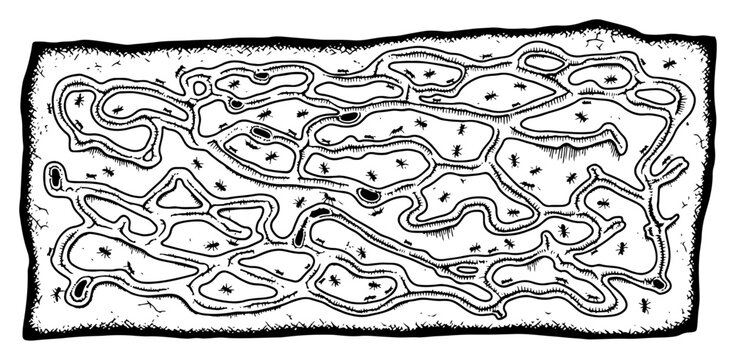 Detailed vintage woodcut illustration showing a complex ant colony with underground tunnels and insects
