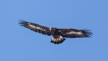 Obraz premium Golden Eagle captured in flight.