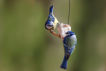 Close-up of an adult Eurasian blue tits (Cyanistes caeruleus) clinging to a piece of pork fat against a green background on a sunny spring day. © Mariia