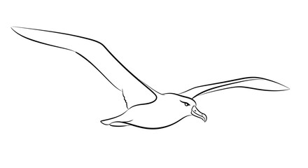 Fototapeta premium Soaring bird outline graphic against white background ideal for design use