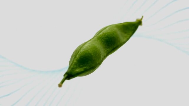 Green pea pod isolated on white background.