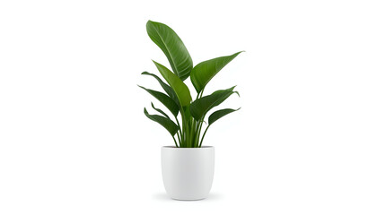 Fototapeta premium Lush green plant in modern white pot for indoor decoration