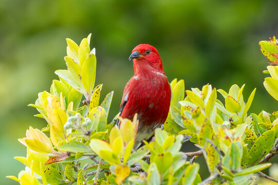 Apapane Himatione sanguinea perched in native ohi a lehua shrub, Koke e State Park, Kauai, Hawaii