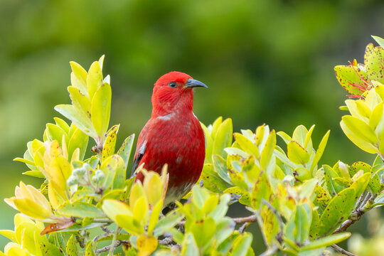 Apapane Himatione sanguinea perched in native ohia lehua shrub, Kokee State Park, Kauai, Hawaii