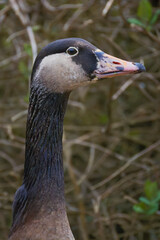 Obraz premium a close up head and neck photograph of a canada goose, Branta canadensis. the natural out of focus background gas space for copt text