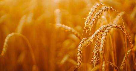 A field of wheat stands tall under a warm sunset. The golden stalks sway gently in the breeze as the day begins to end in the countryside, showing a clear harvest scene. © maxbelchenko