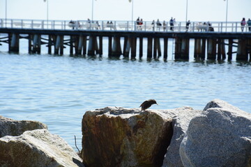 Ptaszek na skale a w tle morze i molo ze słońcem.  © Marek