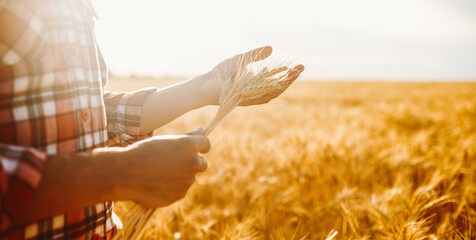 A person holds wheat in their hands while standing in a large field. The sun sets in the...