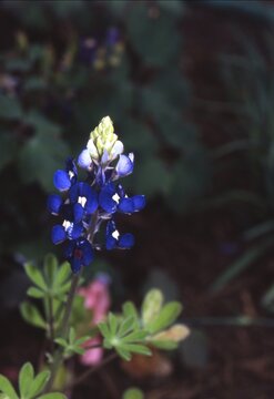 Lupinus texensis - Texas Bluebonnet Blooming
