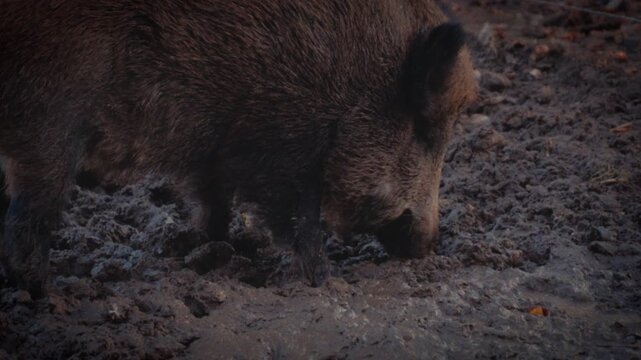 Habitat loss and environmental conservation A wild boar forages in the muddy forest ground filmed with a Super 8 handheld camera for a blurry retro look documentaries commercials and editorial content