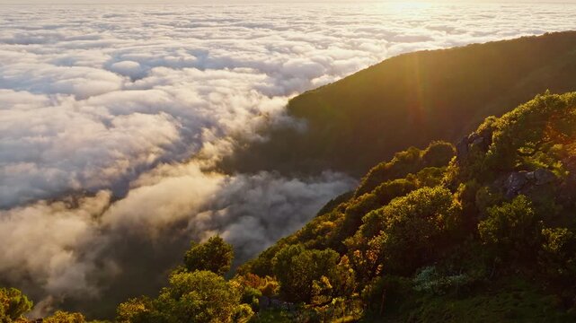 Aerial view of sunrise above clouds and green hills with cows grazing at Fanal mountain, Madeira island, Portugal. Pull away out retreat dolly shot