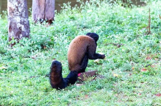 Black cuxi&uacute;, Chiropotes satanas, Found only in Brazil and endemic to the Amazon Rainforest, is the noisiest animal in the Western Hemisphere.