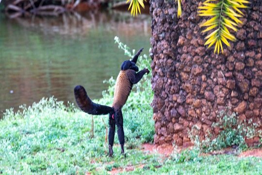 Black cuxi&uacute;, Chiropotes satanas, Found only in Brazil and endemic to the Amazon Rainforest, is the noisiest animal in the Western Hemisphere.