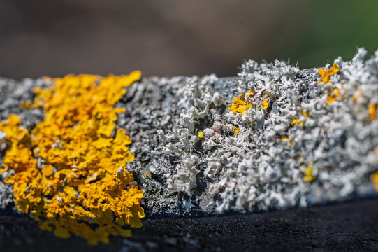 Gros plan de lichens color&eacute;s Xanthoria et Physcia , texture naturelle macro