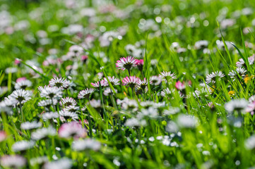 Champ de pâquerettes (Bellis perennis) blanches et roses dans une pelouse verte ensoleillée © Pyc Assaut