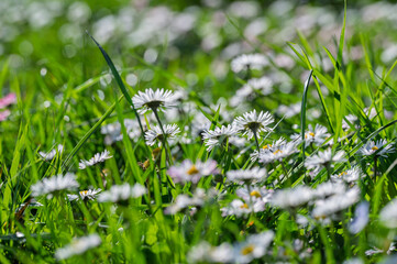 Champ de pâquerettes (Bellis perennis) blanches et roses dans une pelouse verte ensoleillée © Pyc Assaut