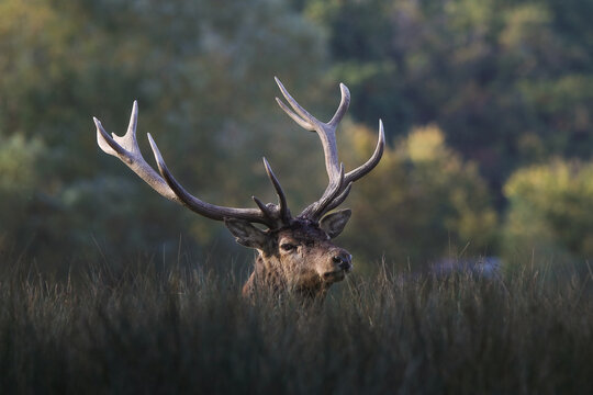 Cerf majestueux &agrave; la ramure imposante