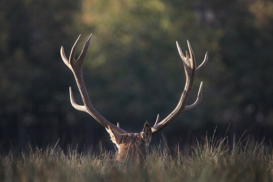 Ramure imposante du cerf