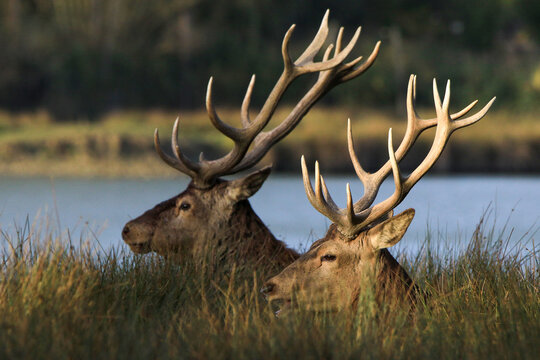 Cerf majestueux &agrave; la ramure imposante