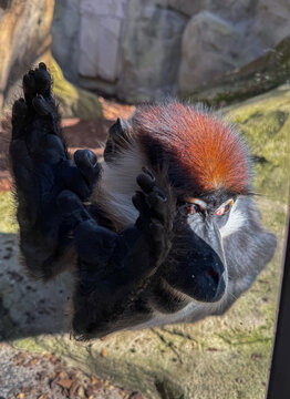 portrait of a Patas monkey behind the zoo glass