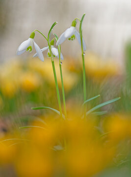Schneegl&ouml;ckchen, Fr&uuml;hling