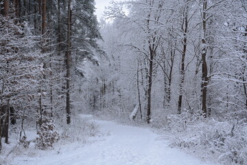 Śnieżna zima w lesie oblepione drzewa bajkowo wyglądające  © Marek