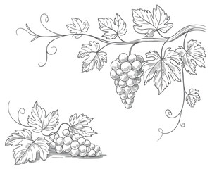 Naklejka premium Grape branch collection drawn in antique botanical line style. Rustic grapevine leaves and fruit branches illustrated in classic botanical art.