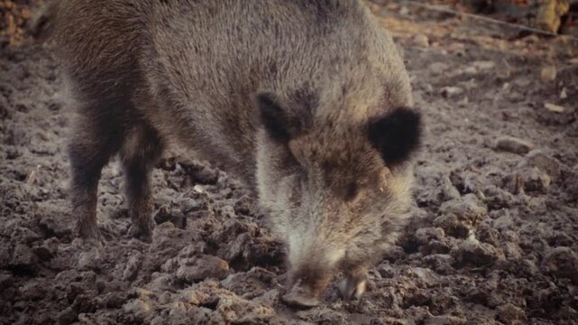 Focuses on wildlife conservation, wildlife, conservation, handheld, retro, blurry, editorial, documentary, foraging, wild. Concepts include wildlife conservation, wildlife, conservation, handheld, ret