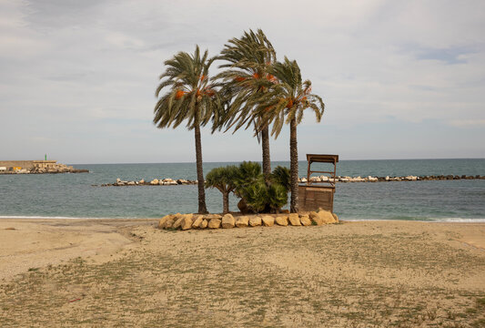 Palmeras  y vegetaci&oacute;n ornamental en  la Playa de las Escobetas en Garrucha, Almer&iacute;a, Espa&ntilde;a