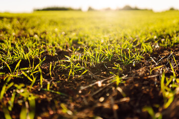 Green grass sprouts from the brown soil under bright sunlight. The scene shows a close view of healthy vegetation in springtime. Nature is coming to life after winter.