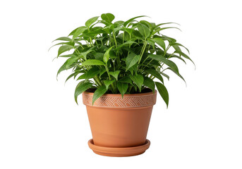 Fototapeta premium A lush green fern plant in a terracotta pot isolated on transparent background