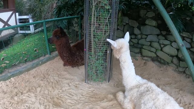 Cute white and brown alpacas resting on sand in an animal park