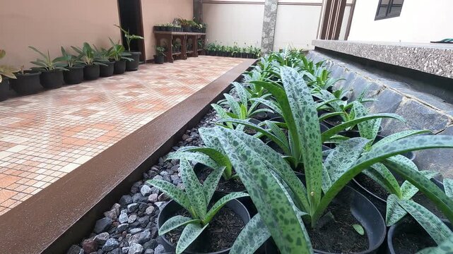 Potted Silver Squill Succulents Decorating Outdoor Patio Garden