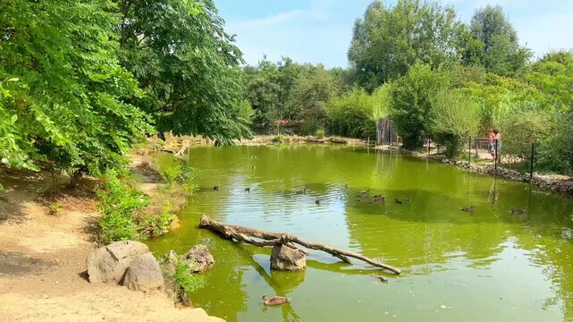 Ducks swimming on green pond surrounded by trees in summer park
