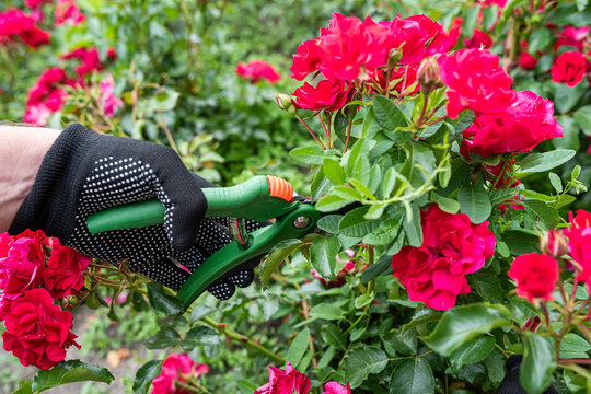 Gardener pruning red rose bush with green secateurs in a summer garden wearing black gloves