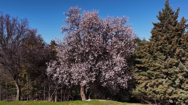 A majestic tree in full bloom, adorned with pink flowers under a clear blue sky, heralding the arrival of spring, alongside the soothing drone footage of the surrounding pine trees.