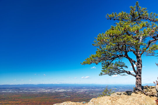 Autumn panorama of Blue Ridge Mountains with lone tree and colorful forest valley