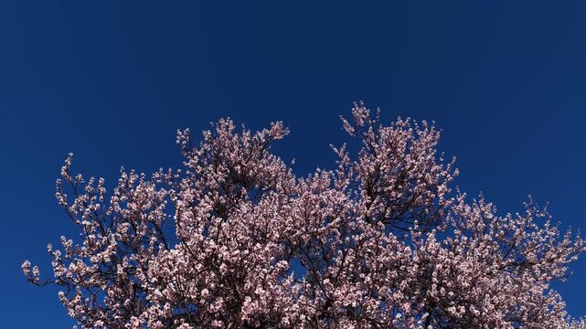 Against a deep blue sky, tree branches laden with spring blossoms sway gently in the breeze. A soothing close-up reflecting the energy of spring and the awakening of nature.
