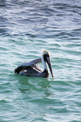 A view of brown pelican