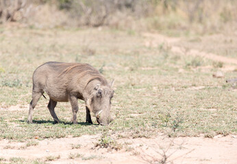 View of warthog