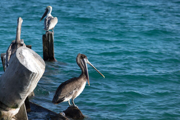 A view of brown pelican