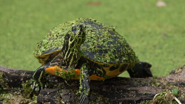 Florida turtle covered in duckweed - Slow Motion
