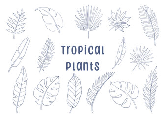Set of doodle silhouettes tropical plants. Monstera and palm jungle leaves, exotic foliage, decorative natural plant. © Oleh