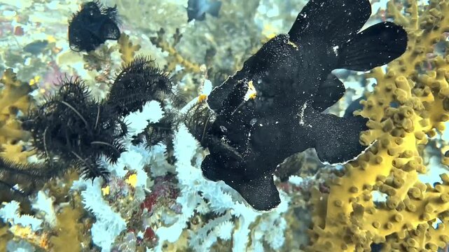 Black Frogfish Opening and Closing Mouth While Drifting Over Coral Reef