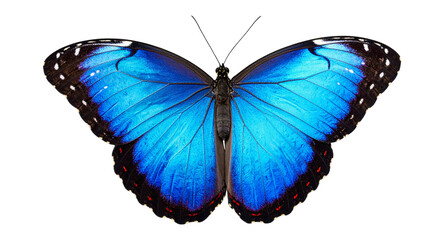 Vibrant blue morpho butterfly isolated PNG, tropical insect with detailed wings on transparent background for design and educational purposes © MARUF Ahmed