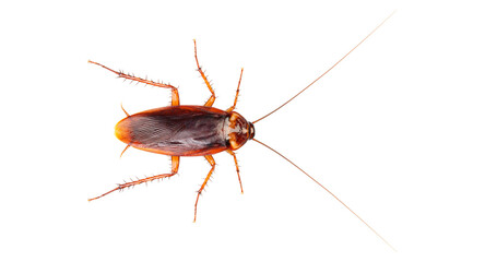 Isolated pest insect crawling viewed from above, brown cockroach with antennae and spiky legs © MARUF Ahmed