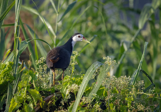 White-breasted waterhen in the bush.white-breasted waterhen is a waterbird of the rail and crake family, Rallidae, that is widely distributed across South and Southeast Asia.