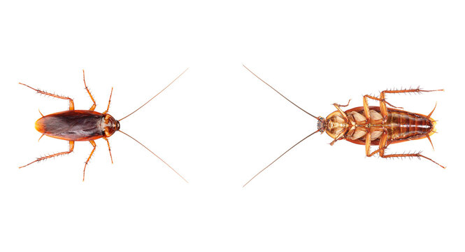Isolated pest insect crawling viewed from above, brown cockroach with antennae and spiky legs