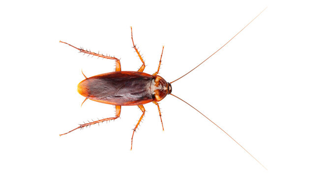 Isolated pest insect crawling viewed from above, brown cockroach with antennae and spiky legs
