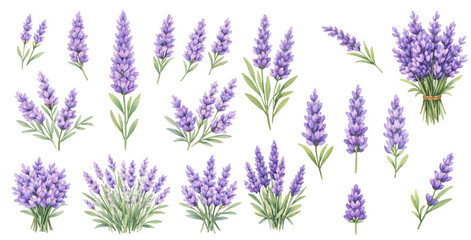 A charming watercolor collection of lavender flowers featuring delicate purple botanical sprigs and aromatic garden blooms. © liana